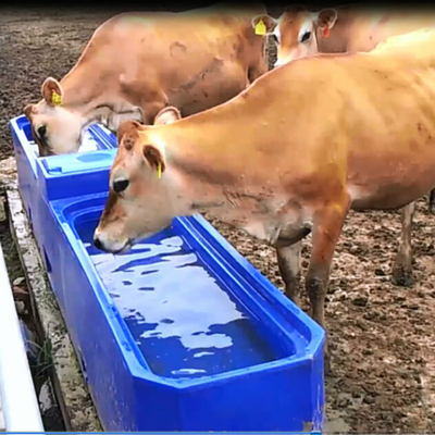 Cuvette bleue de l'eau d'animal de la longueur 4m de réservoir d'eau de bétail de la couleur LLDPE