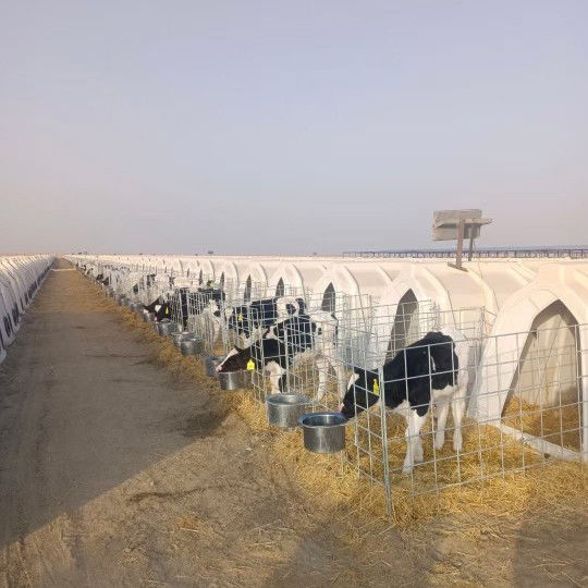 Cage de veau ventilée pour assurer un débit d'air optimal et un confort pour les jeunes veaux