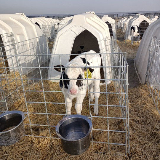 Cage de veau ventilée pour assurer un débit d'air optimal et un confort pour les jeunes veaux