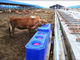 Réservoir d'eau de bétail d'ISO9001 LLDPE L4000mm 220L
