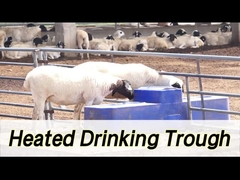 Arrosage de vache de grande capacité avec une capacité de 260 litres et une hauteur de boisson de 190 mm