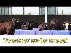 Arrosage de vache de capacité 260L pour un arrosage facile des vaches à une hauteur de consommation de 350 mm